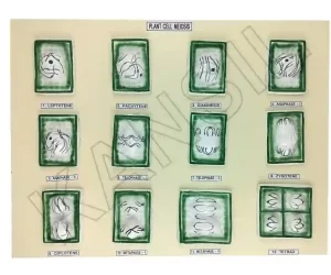 Plant Cell Meiosis Model on MDF Board 60 x 45 cm