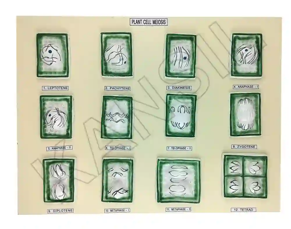 Plant Cell Meiosis