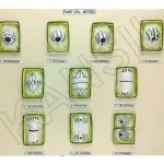 Plant Cell Mitosis Model on MDF Board 60 x 45 cm