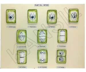 Plant Cell Mitosis Model on MDF Board 60 x 45 cm