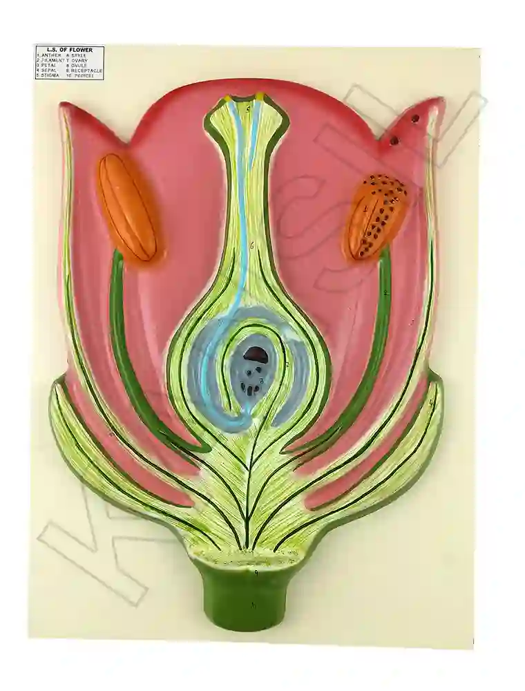 L. S. Flower