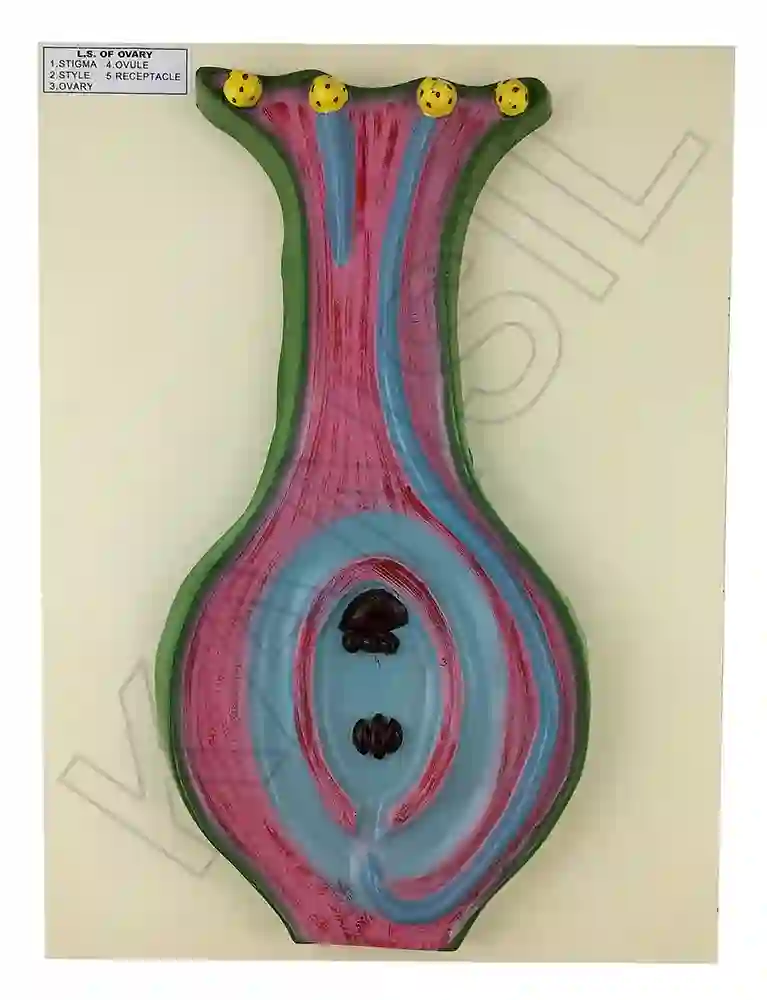 L. S. Ovary