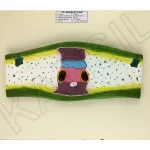 T. S. Monocot Leaf Model on MDF Board 60 x 45 cm