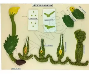 Life Cycle : Moss Model on MDF Board 60 x 45 cm