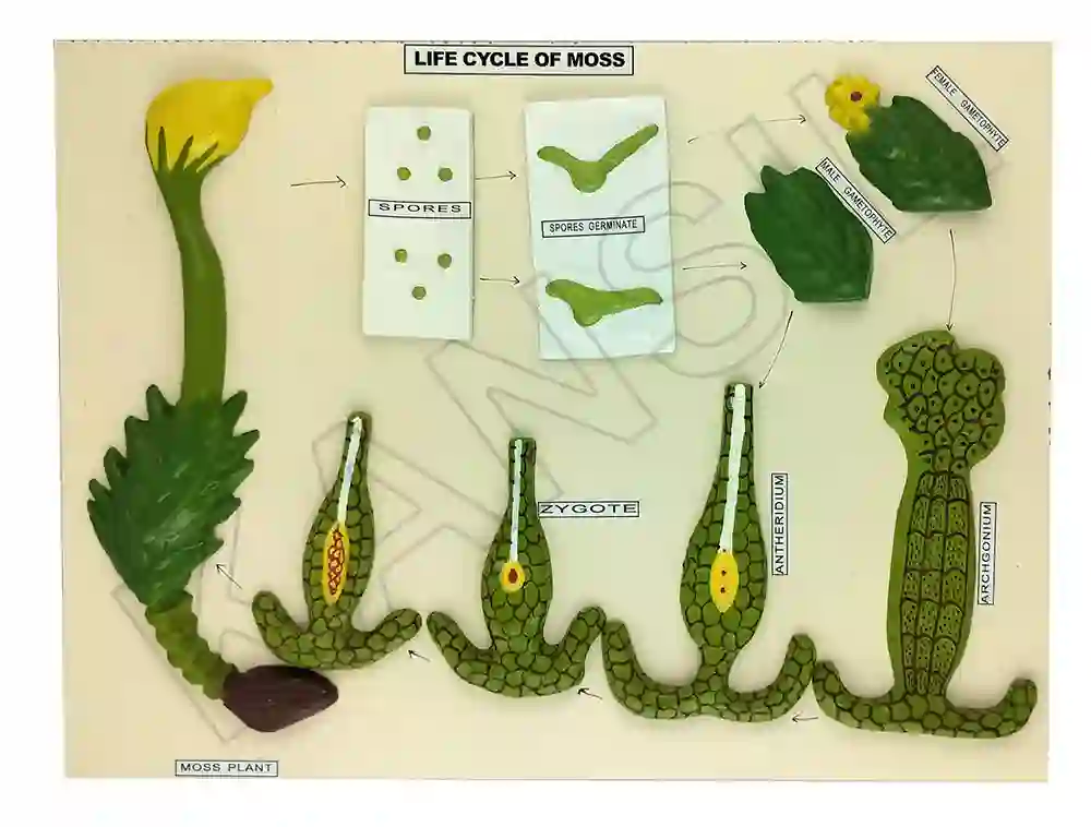 Life Cycle : Moss