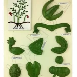 Life Cycle : Fern Model on MDF Board 60 x 45 cm