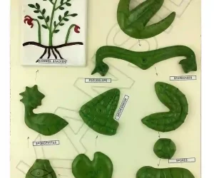 Life Cycle : Fern Model on MDF Board 60 x 45 cm