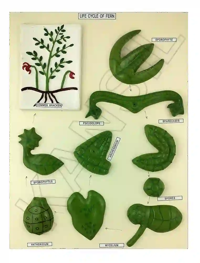 Life Cycle : Fern