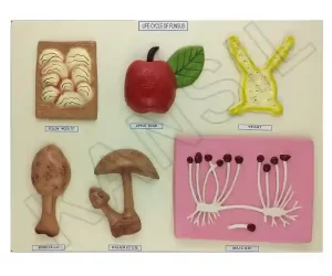 Life Cycle : Fungus Model on MDF Board 60 x 45 cm