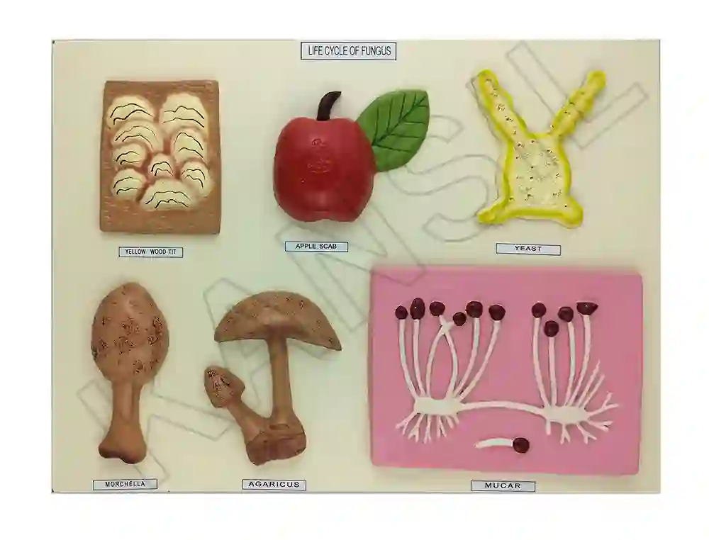 Life Cycle : Fungus