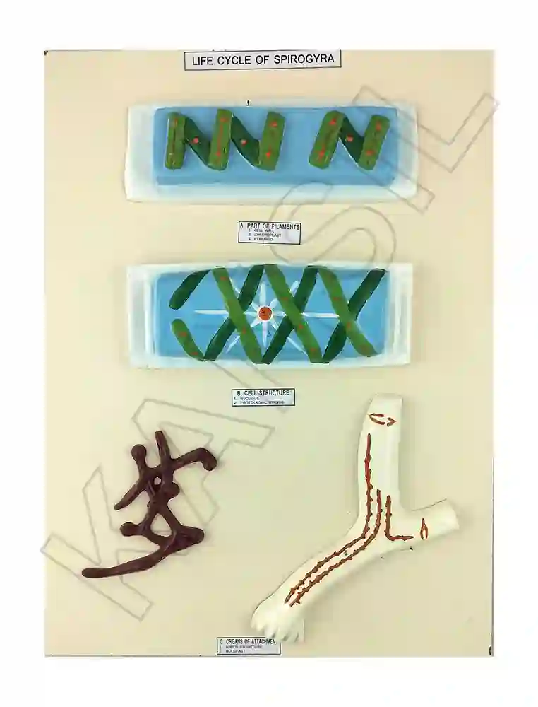 Spirogyra