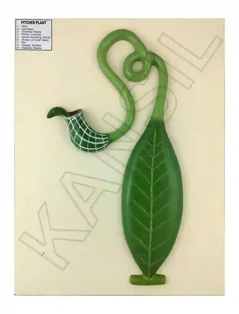 Pitcher Plant