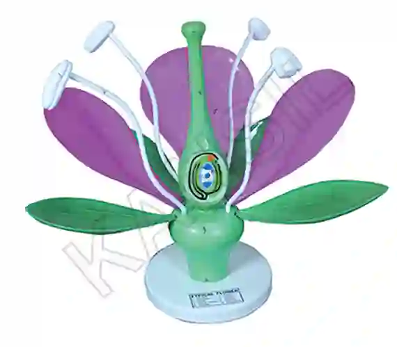 Typical Flower
