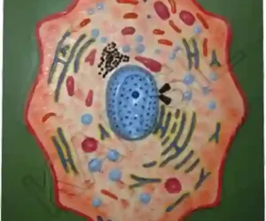Animal Cell Model on MDF Board 60 x 45 cm