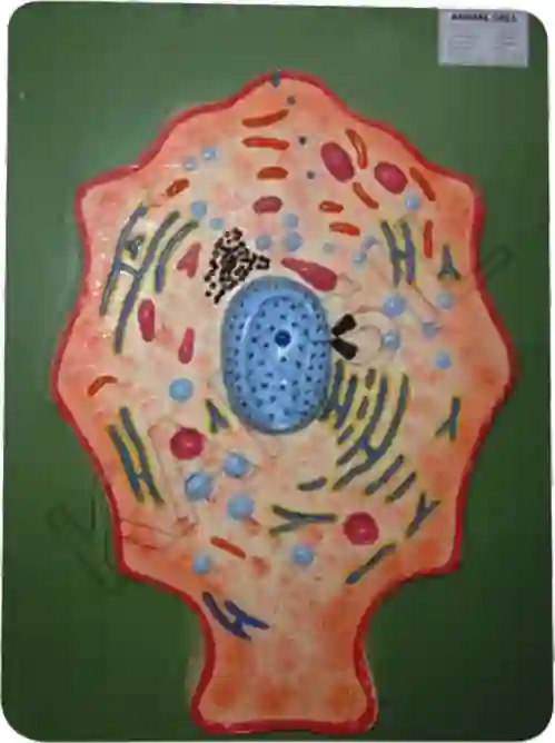 Animal Cell Model on Board