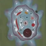 Amoeba Model on MDF Board 60 x 45 cm