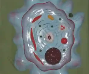 Amoeba Model on MDF Board 60 x 45 cm