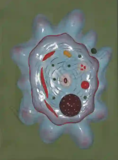 Amoeba Model on Board