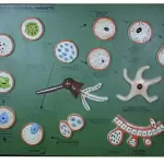 Malarial Parasite Model on MDF Board 60 x 45 cm