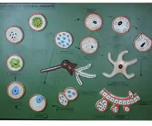 Malarial Parasite Model on MDF Board 60 x 45 cm