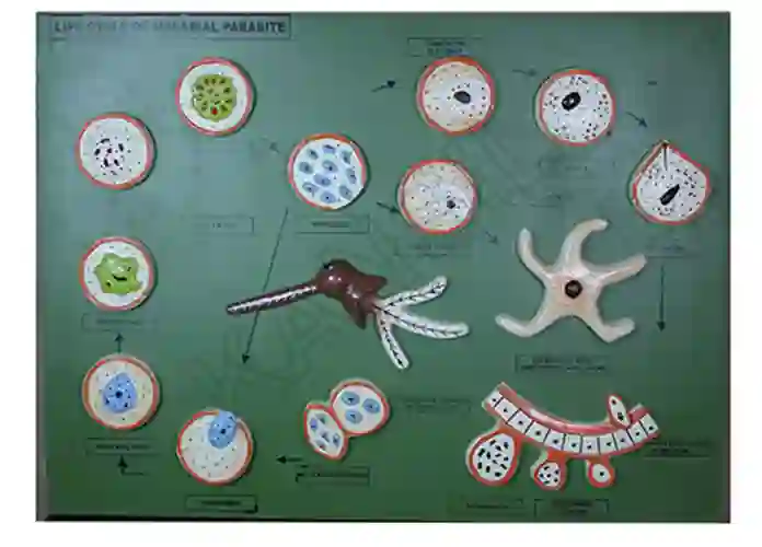 Malarial Parasite Model on Board