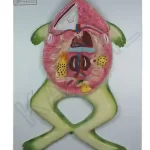Frog Dissection Model on MDF Board 60 x 45 cm