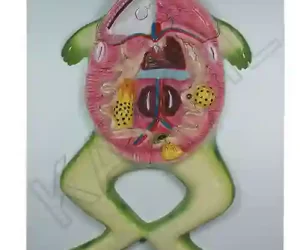 Frog Dissection Model on MDF Board 60 x 45 cm