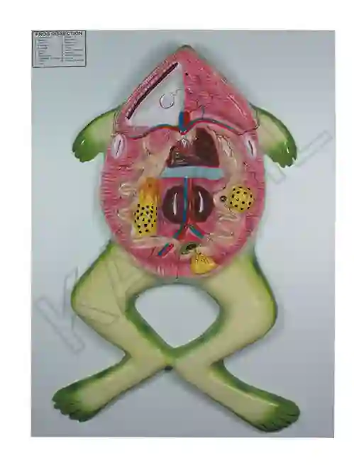 Frog Dissection Model on Board