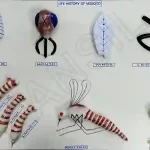 Life History of Mosquito Model on MDF Board 60 x 45 cm