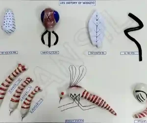 Life History of Mosquito Model on MDF Board 60 x 45 cm