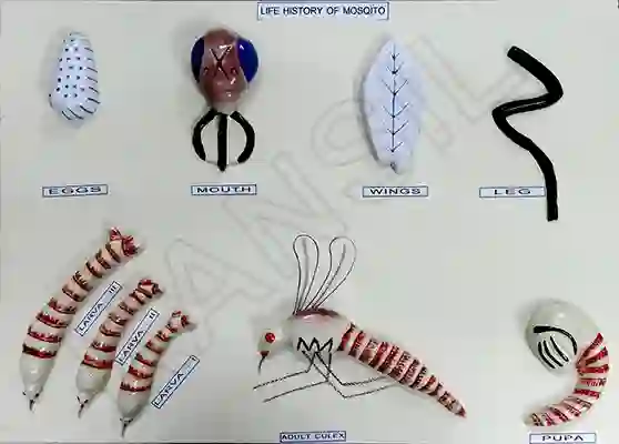 Life History of Mosquito Model on Board