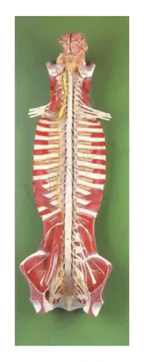Spinal Cord in the Spinal Canal
