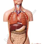Human Torso Deluxe Model 85 cm, 27 parts - Front