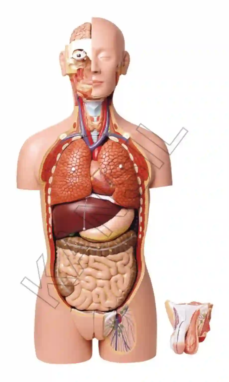 Human Torso Deluxe Model 85 cm, 27 parts