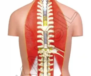 Human Torso Deluxe Model 85 cm, 27 parts - Back