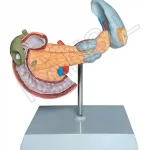 Pancreatic Region Pathology Model