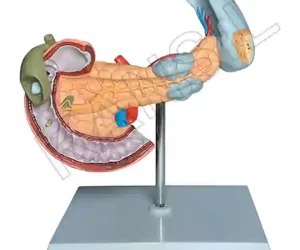 Pancreatic Region Pathology Model
