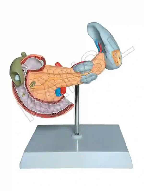 Pancreatic Region Pathology Model