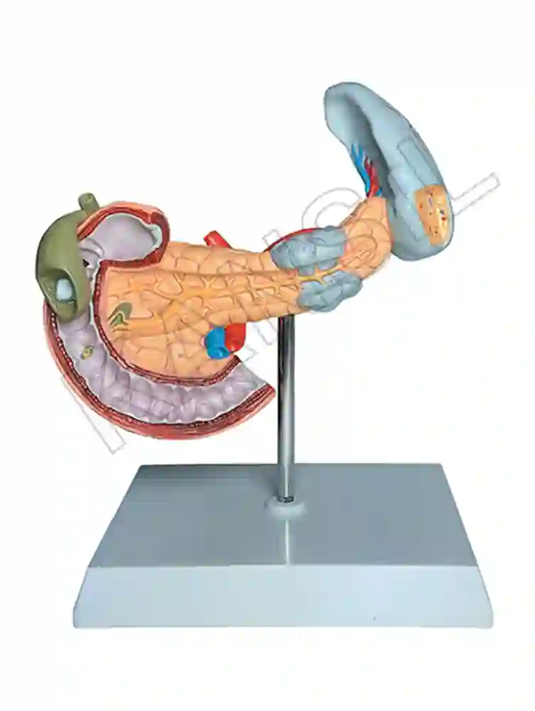 Pancreatic Region Pathology Model