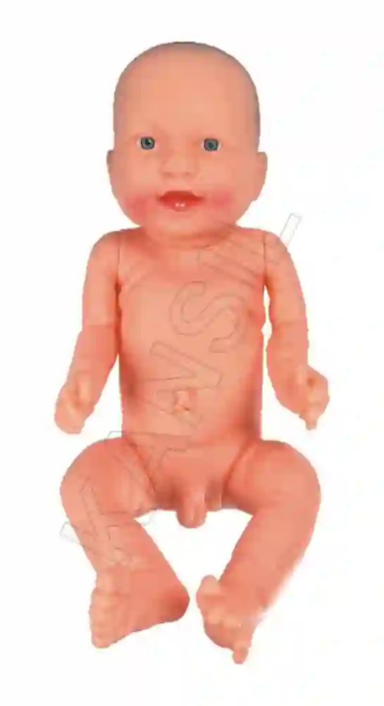 Infant Model Male with 2 teeth