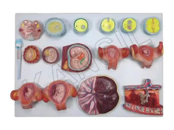 Human Fertilization and Embryogeny Model