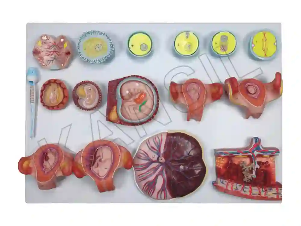 Human Fertilization and Embryogeny Model