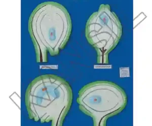 Types of Ovules on board