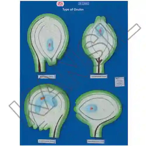 Types of Ovules on board