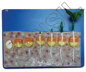 Monocot Seed Germination on Board