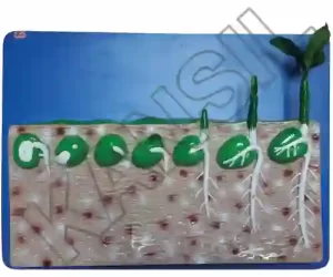 Dicot Seed Germination on Board