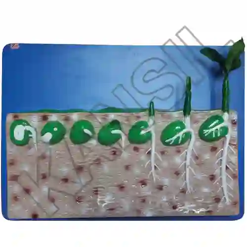 Dicot Seed Germination on Board