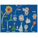 Life History of Angiosperm on Board