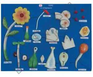 Life History of Angiosperm on Board