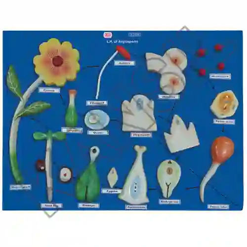 Life History of Angiosperm on Board